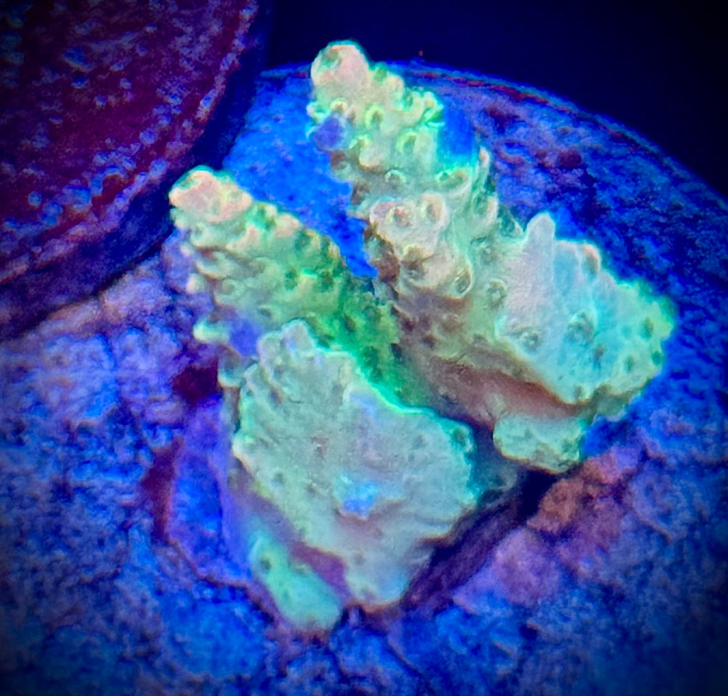 SPS - Kraken City Corals