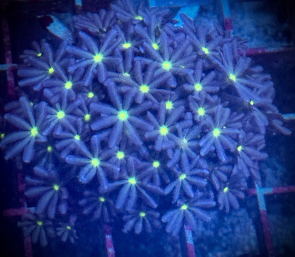 Daisy Polyps