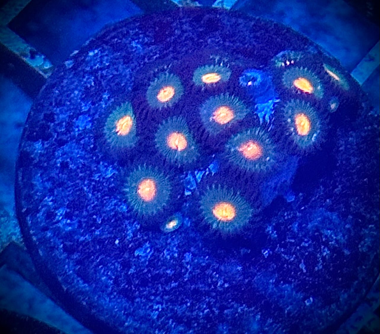 5 pack of zoas - Kraken City Corals