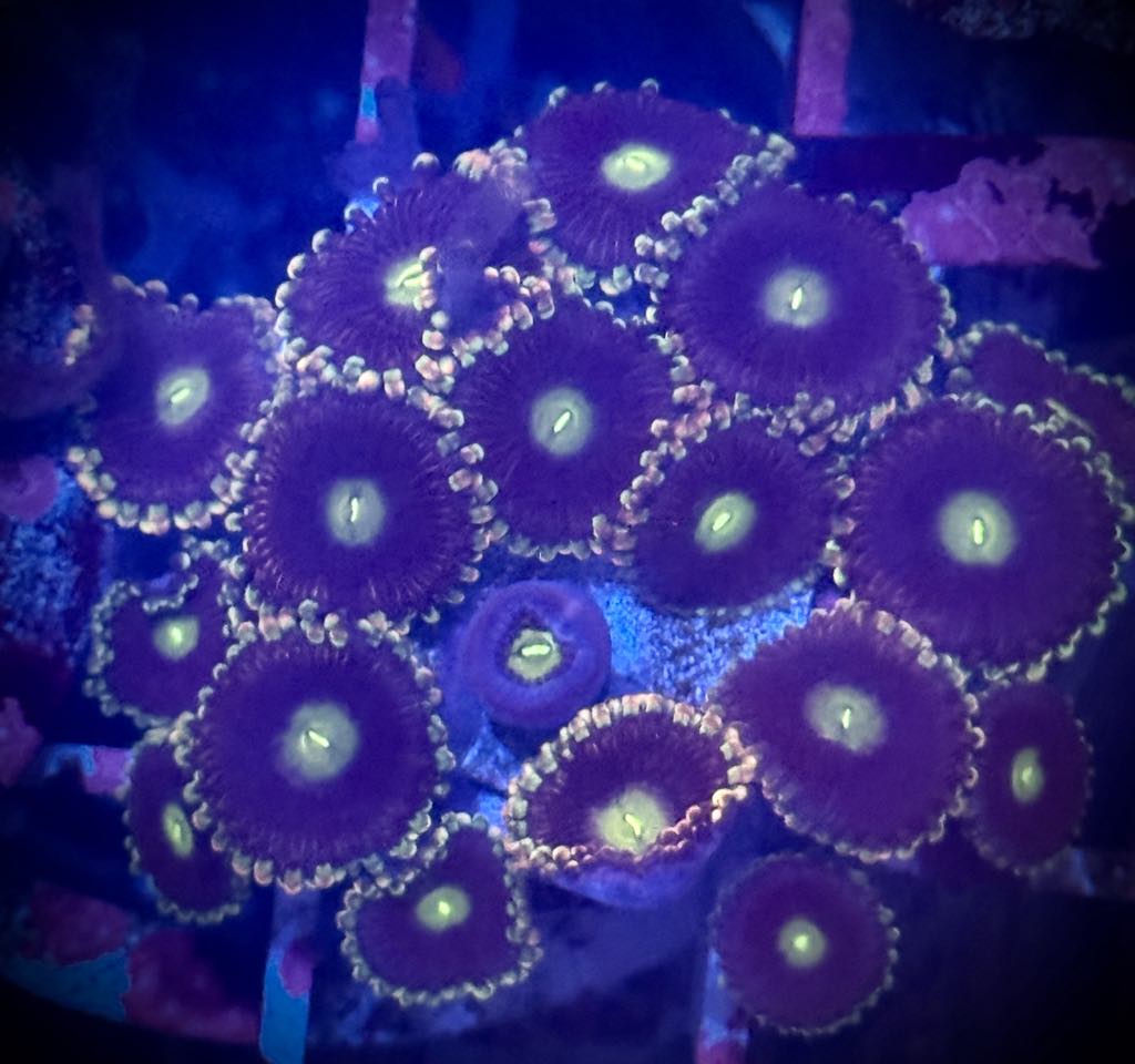 Antimatter Zoas