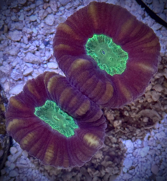 Candy Canes - Kraken City Corals