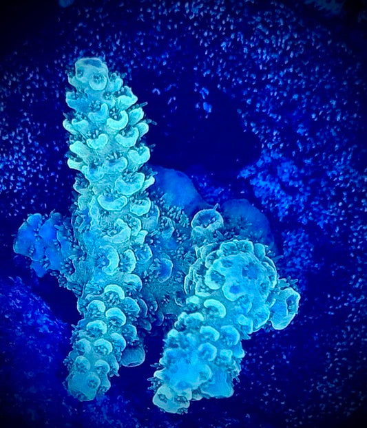 Goldmine Acropora