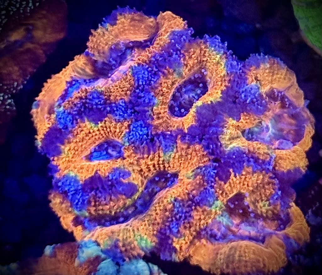 Rainbow Acan Mini Colony