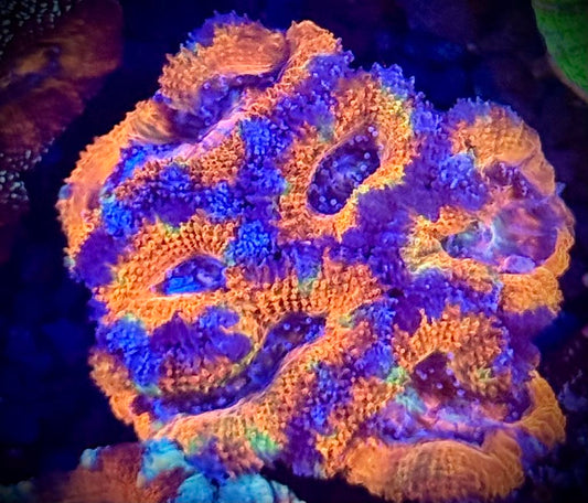 Rainbow Acan Mini Colony