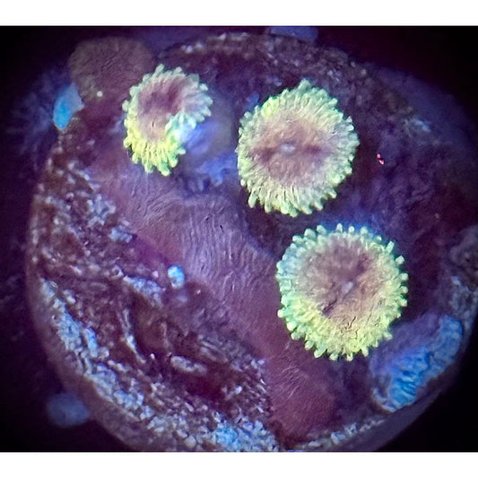 Ultra Zoas - Kraken City Corals