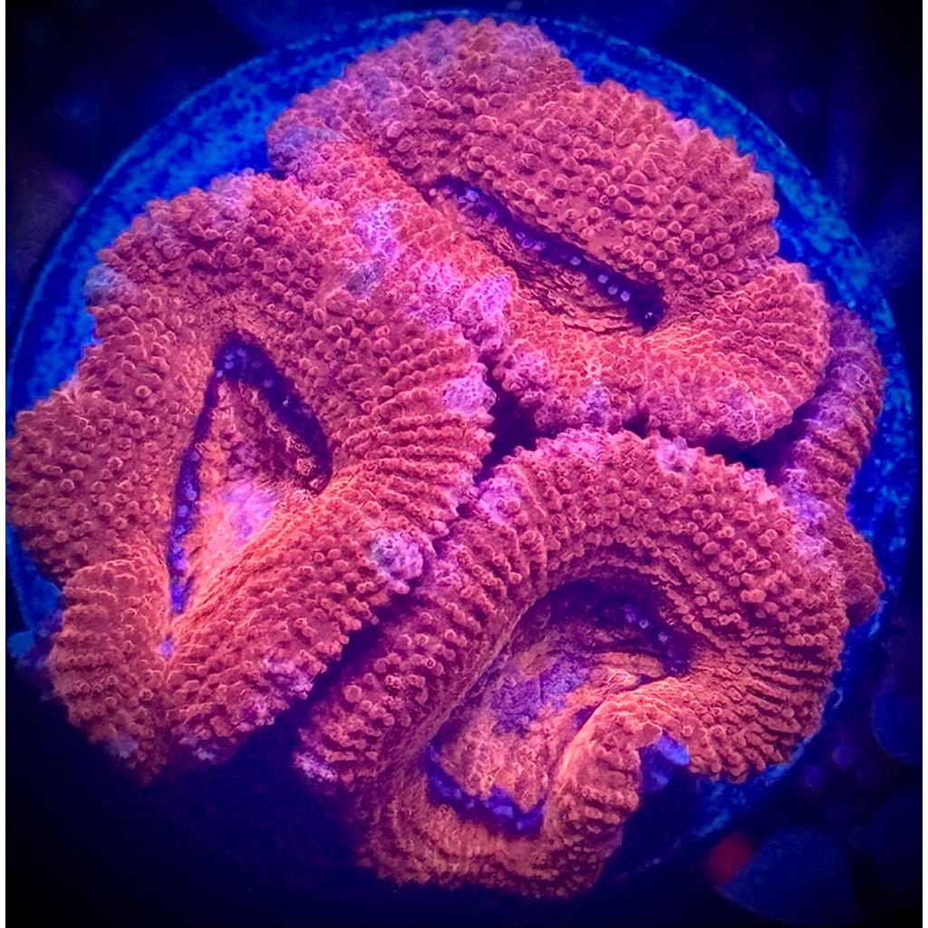 Pink Rim Acan - Kraken City Corals