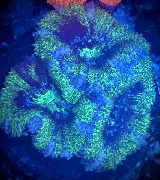 UFO Acan