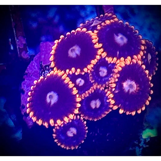 Clementine Zoas - Kraken City Corals