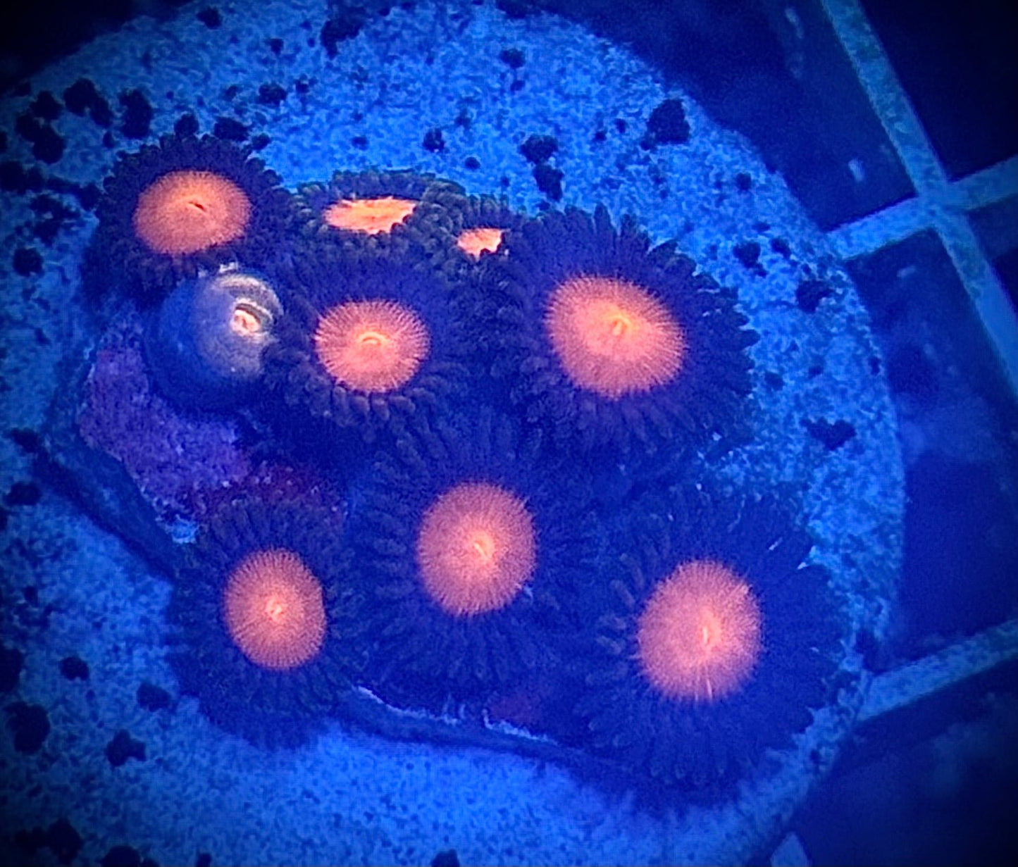 5 pack of zoas - Kraken City Corals