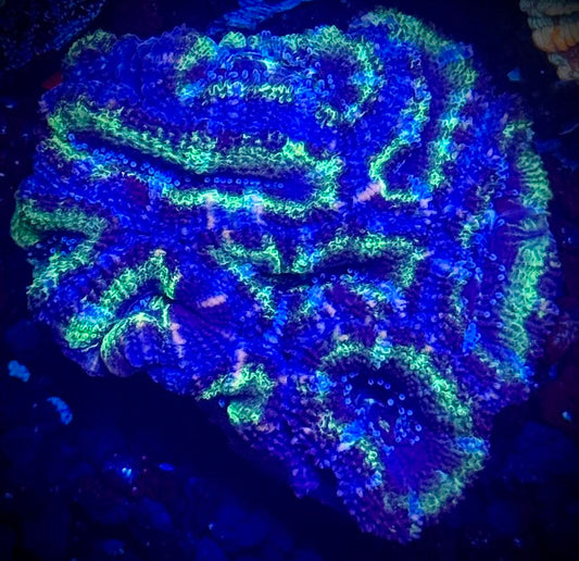 UFO Acan Mini Colony