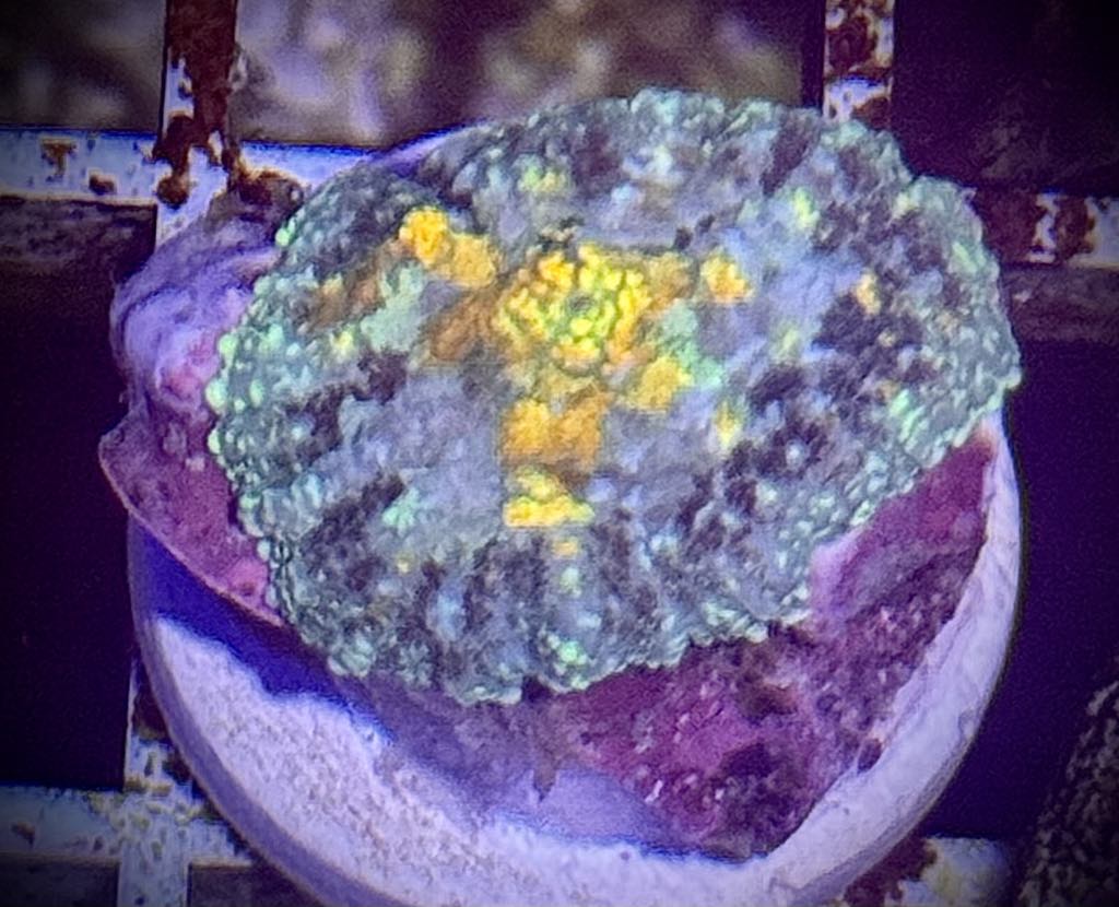 Rainbow Patch Rhodactis