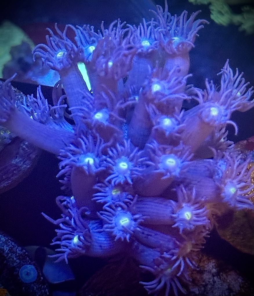 Purple Yellow Eyed Gonipora