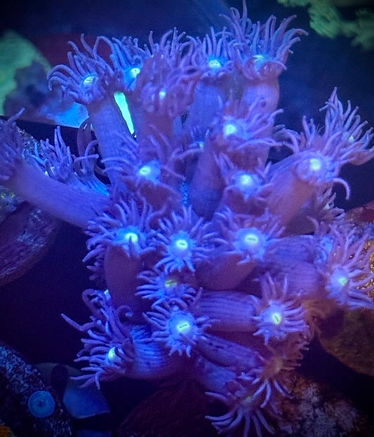 Purple Yellow Eyed Gonipora