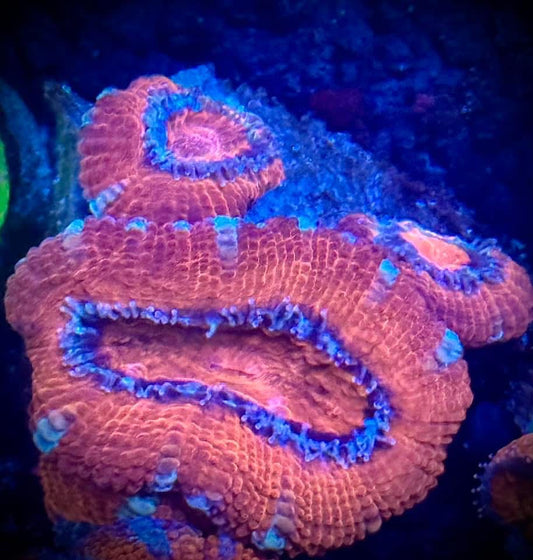 Ultra Acan