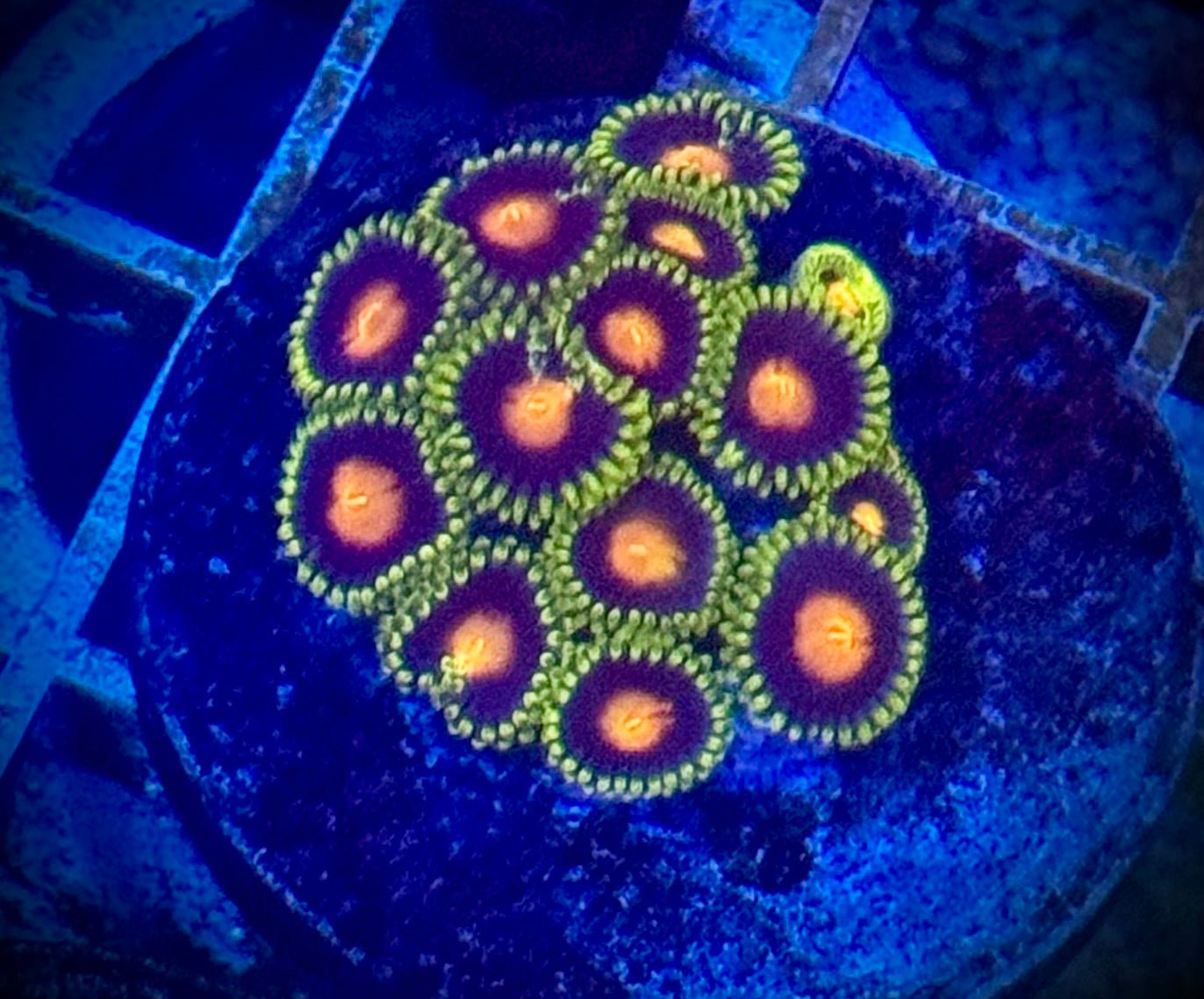 5 pack of zoas - Kraken City Corals