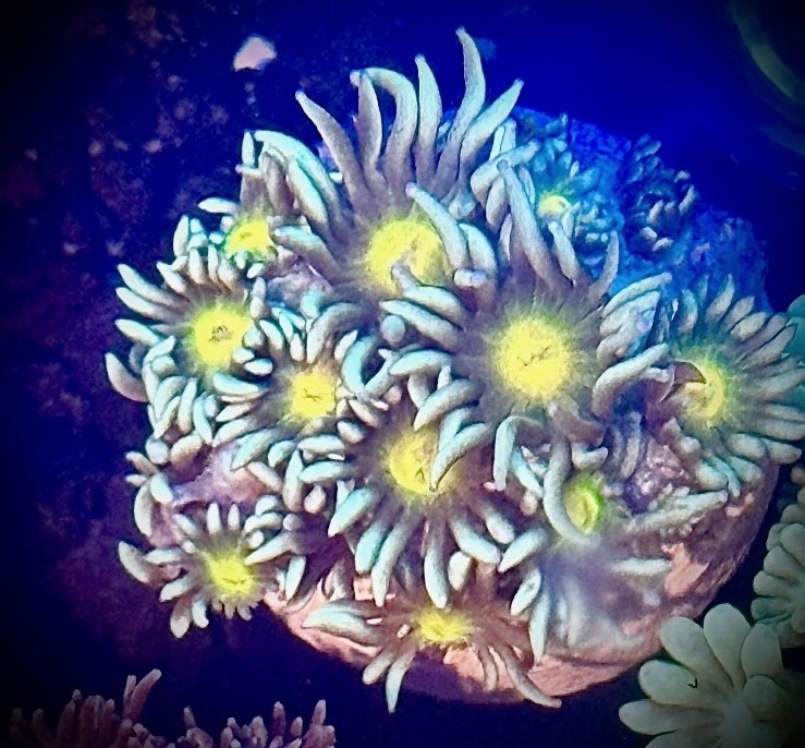 Reverse Sunflower Gonipora