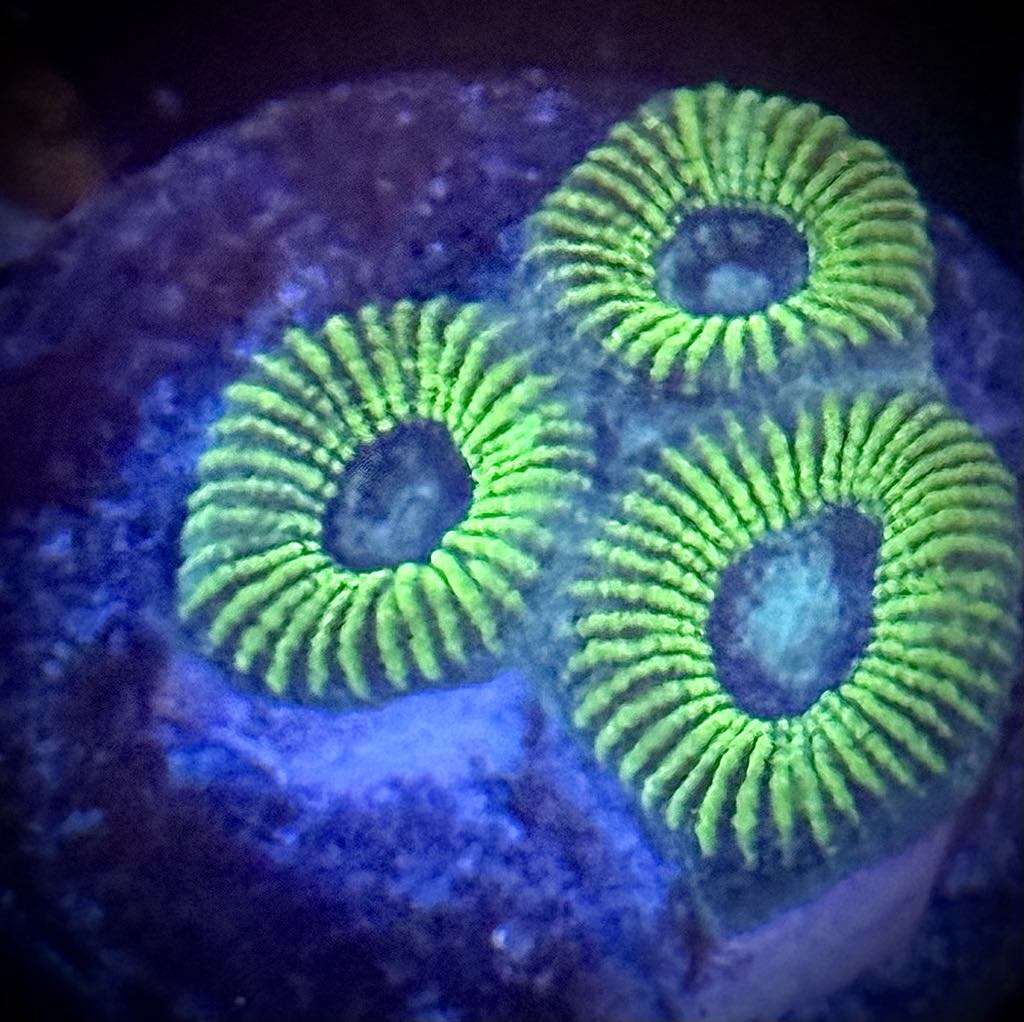 Sea Micro Favia