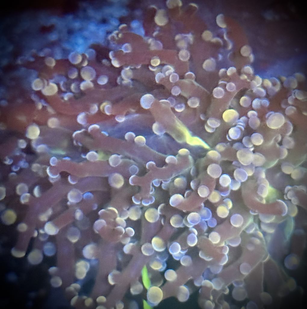 Peach Yellow Center Frogspawn