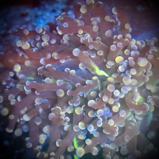 Peach Yellow Center Frogspawn