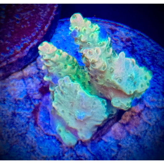 Rainbow Loom Acropora