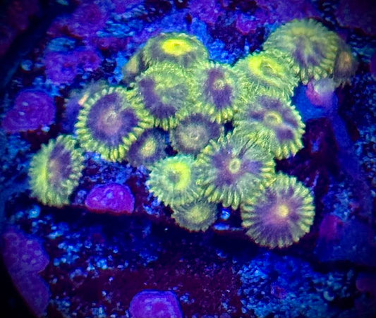 CC Starfighter Zoas