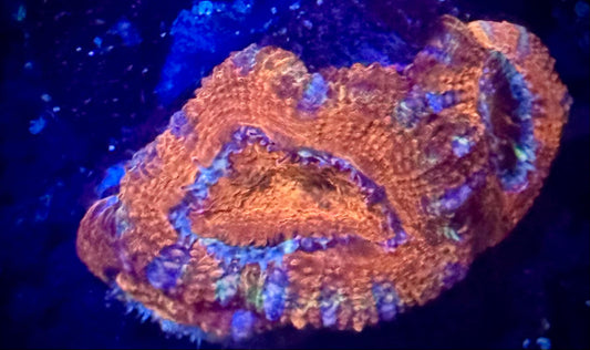 Tiger Rim Acan