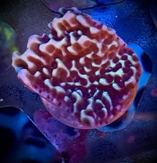 Jedi Mind Trick Montipora