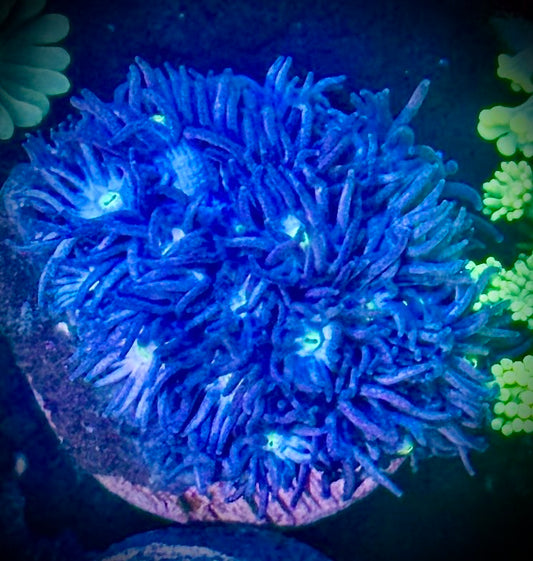 Electric Blue Gonipora