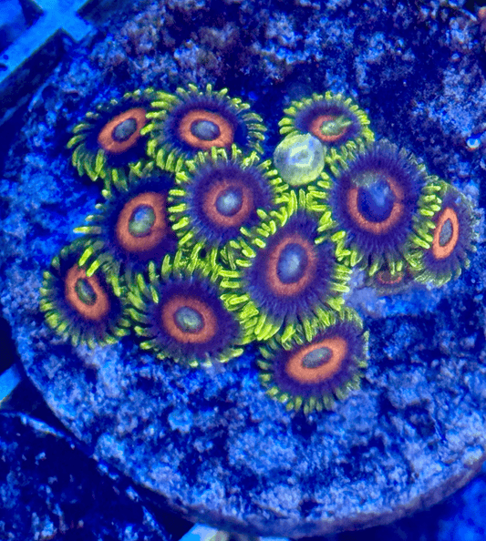 Eagle Eye Zoas - Kraken City Corals