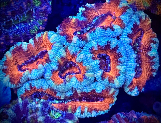 Teal Rim Tiger Stripe Acan Mini Colony