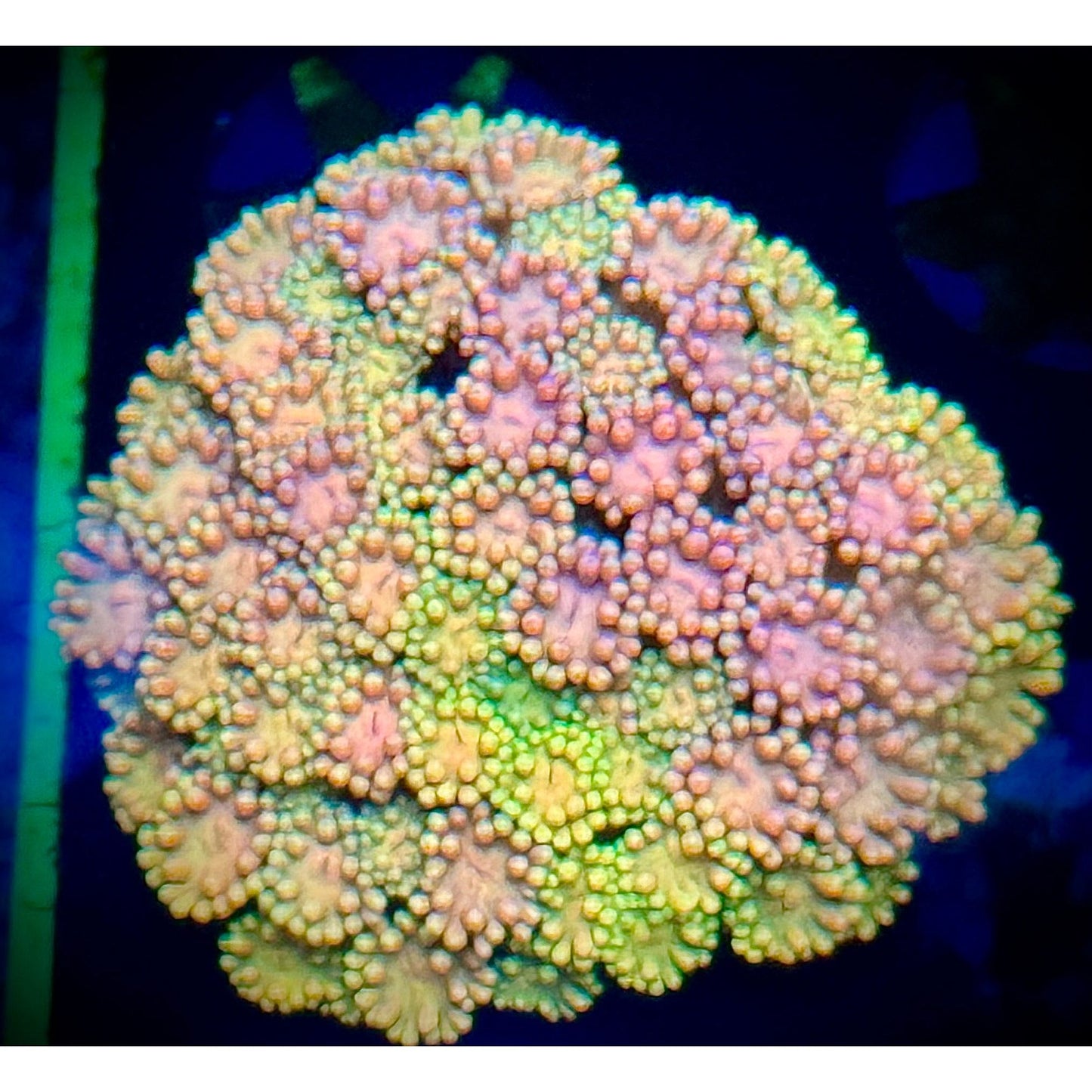 Rainbow Sherbet Gonipora