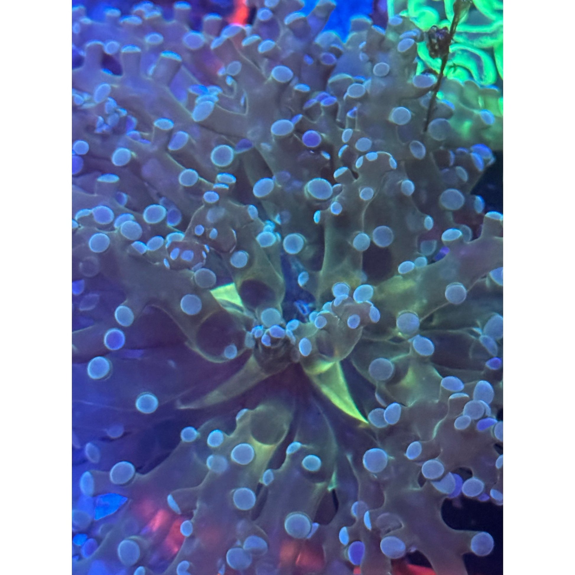 Yellow Center Frogspawn - Kraken City Corals