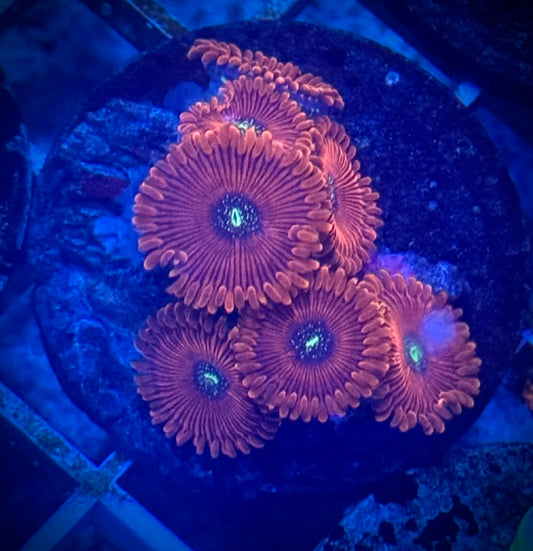 Magician Zoas