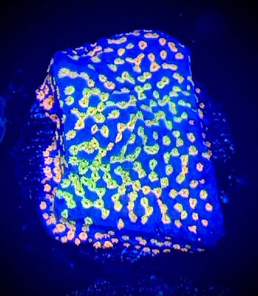 Pokerstar Montipora