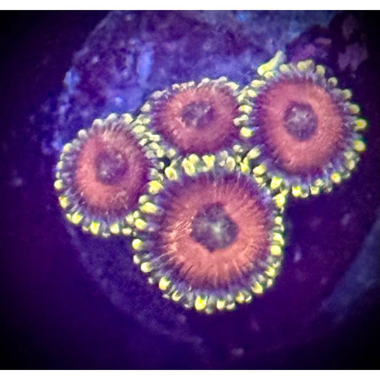 Eagle Eye Zoas - Kraken City Corals