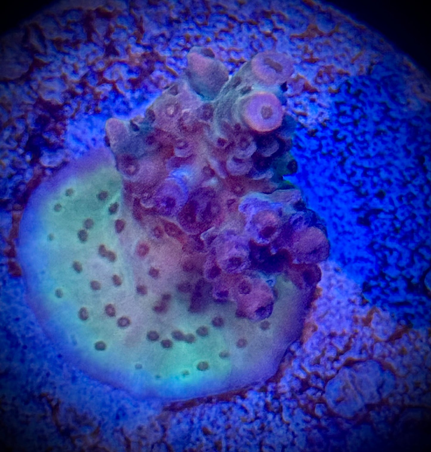 Acid Wash Acropora