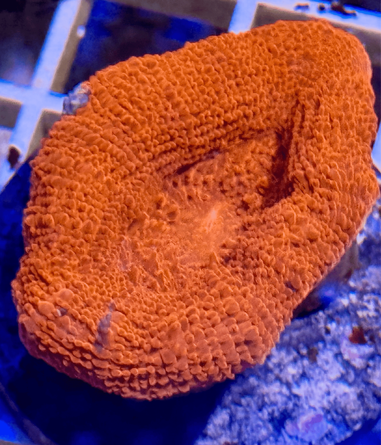 Acan Bowerbanki - Kraken City Corals