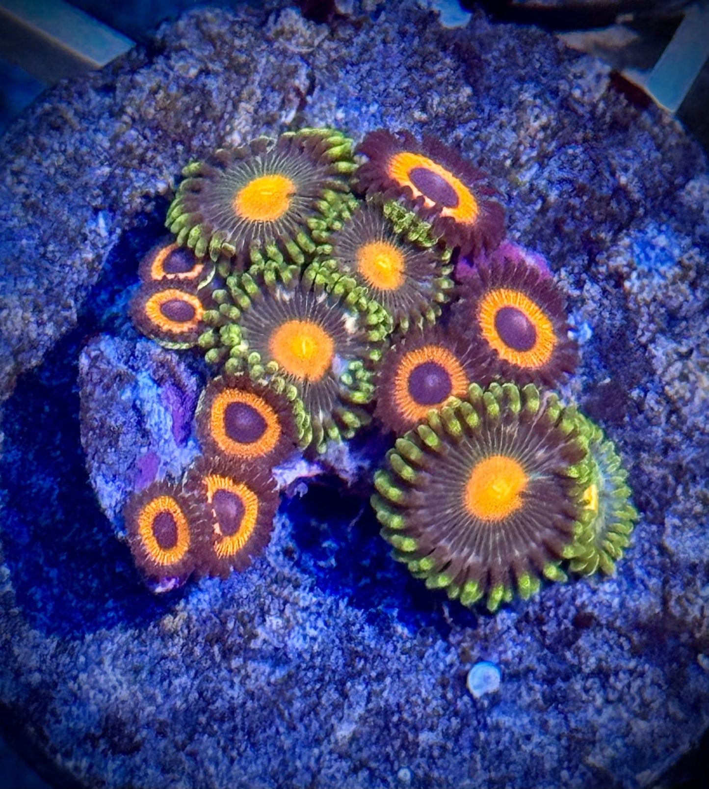 5 pack of zoas - Kraken City Corals