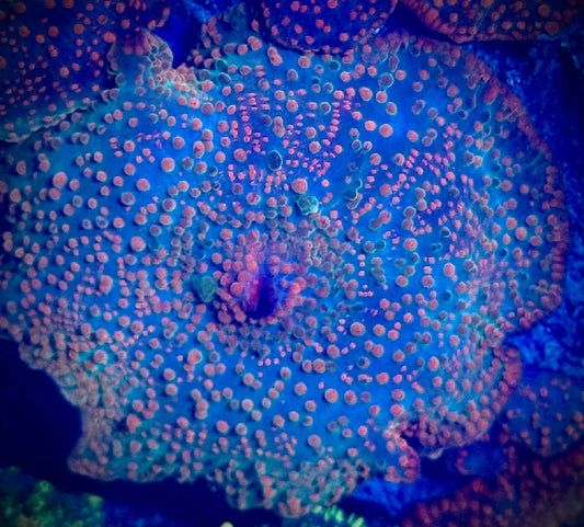 Candy Crush Discosoma - Kraken City Corals