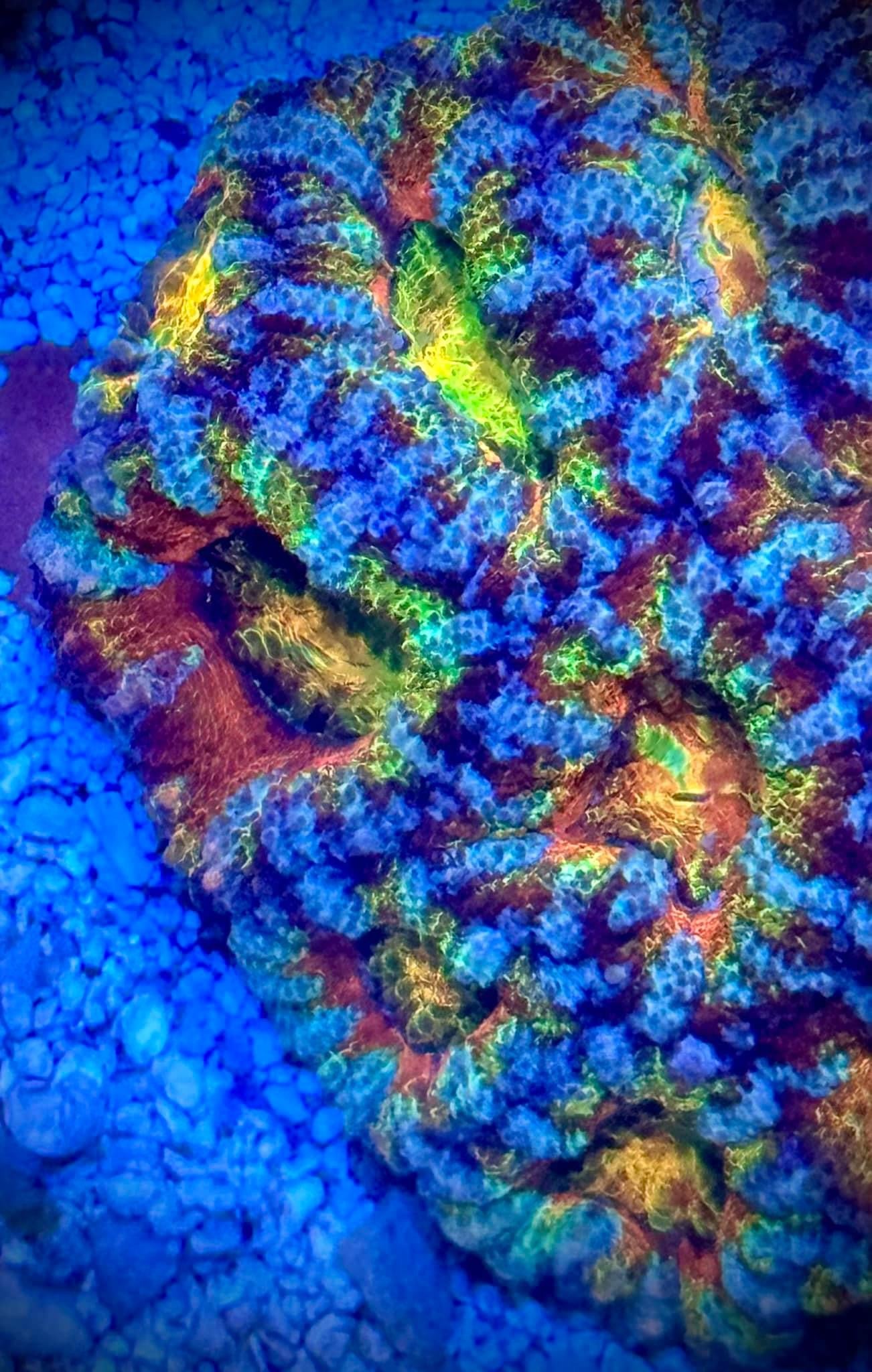 Rainbow Explosion Acan