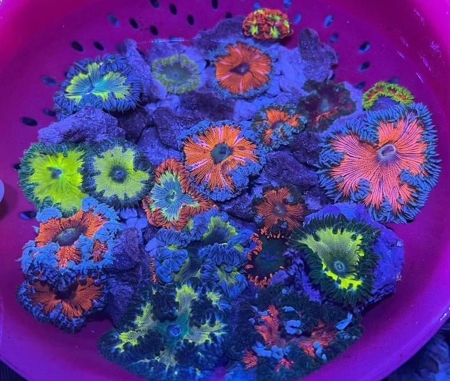 4 pack Rock Flower Anenome - Kraken City Corals