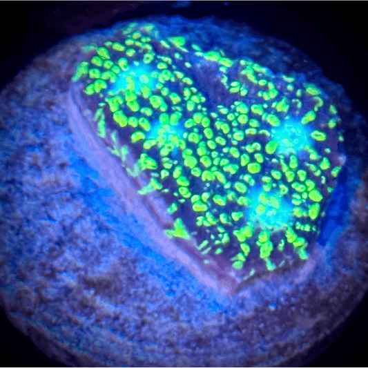 WWC Toxic Pie Chalice - Kraken City Corals