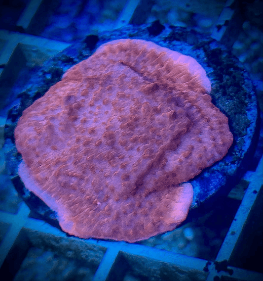 Red Montipora - Kraken City Corals