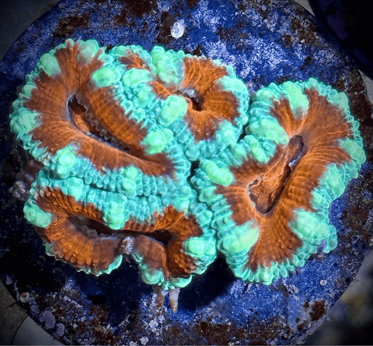 Orange Ice Acan - Kraken City Corals