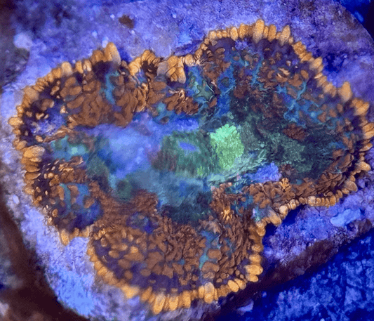 Picasso Rhodactis - Kraken City Corals