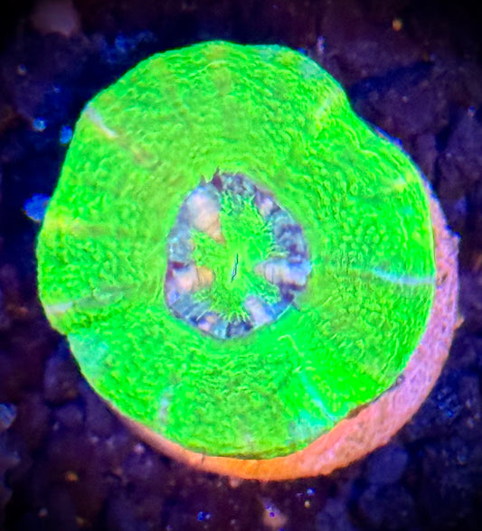 Ultra Neon Button Scoly