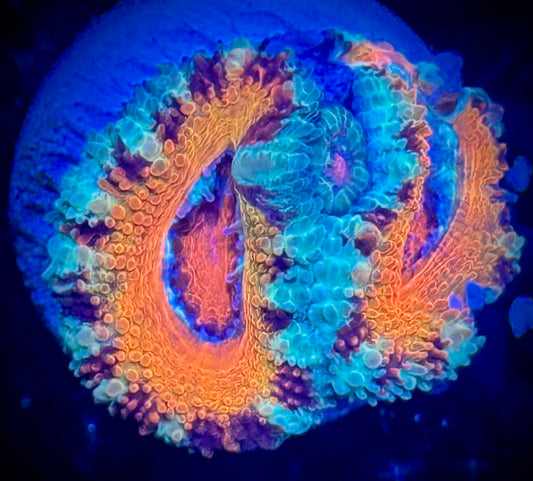 Ultra Flame Tail Acan