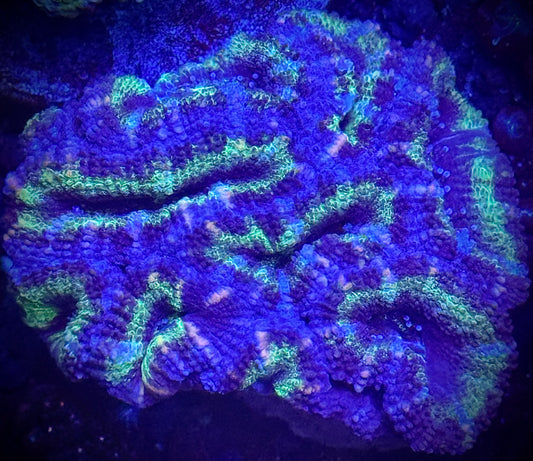 Green Goblin Acan Mini Colony