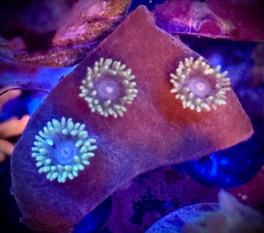 Pagoda Cup Coral