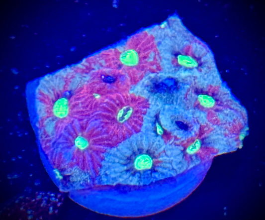 Ultra War Coral